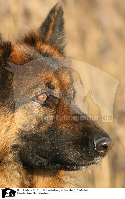 Deutscher Schferhund / German Shepherd / PM-02757