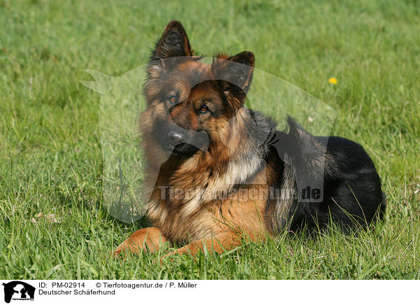 Deutscher Schferhund / German Shepherd / PM-02914