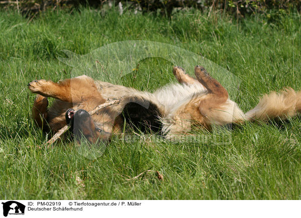 Deutscher Schferhund / German Shepherd / PM-02919