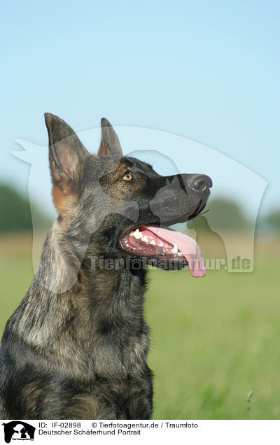 Deutscher Schferhund Portrait / german shepherd portrait / IF-02898