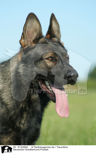 Deutscher Schferhund Portrait / german shepherd portrait / IF-02899