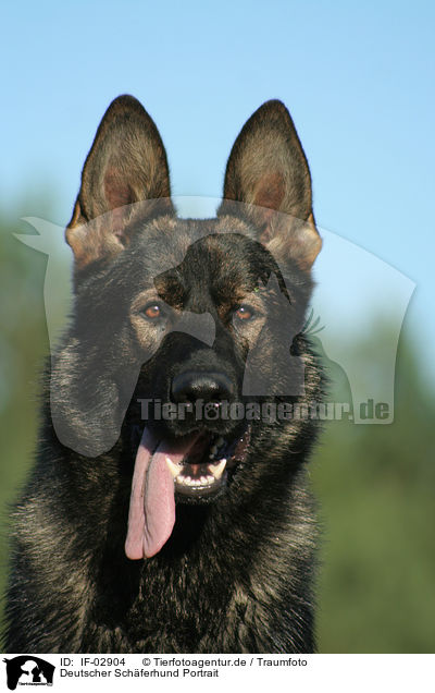 Deutscher Schferhund Portrait / german shepherd portrait / IF-02904