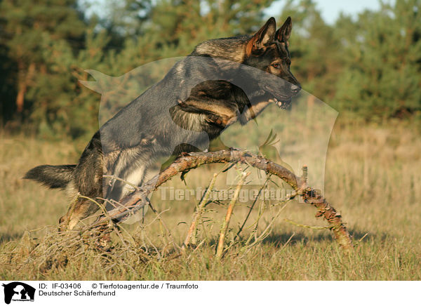Deutscher Schferhund / German Shepherd / IF-03406