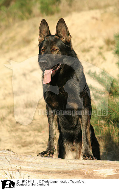 Deutscher Schferhund / German Shepherd / IF-03413