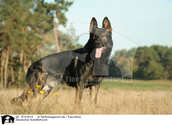 Deutscher Schferhund / German Shepherd / IF-03415