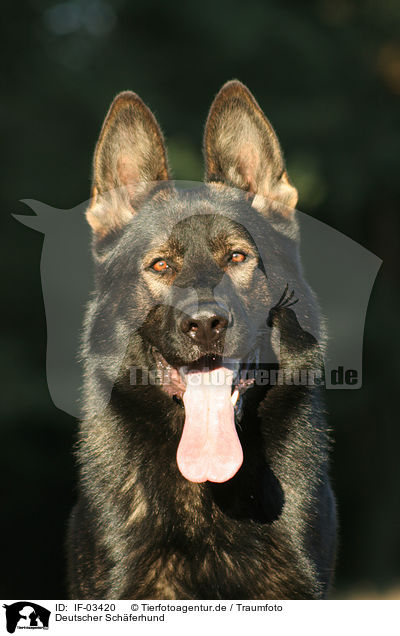 Deutscher Schferhund / German Shepherd / IF-03420