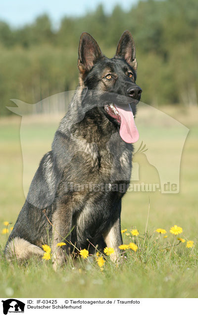 Deutscher Schferhund / German Shepherd / IF-03425
