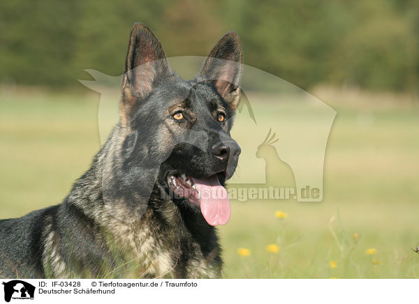 Deutscher Schferhund / German Shepherd / IF-03428