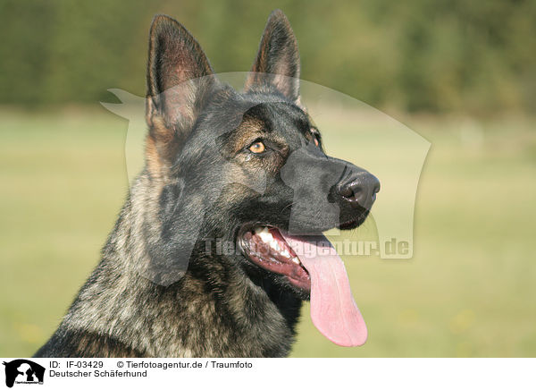 Deutscher Schferhund / German Shepherd / IF-03429