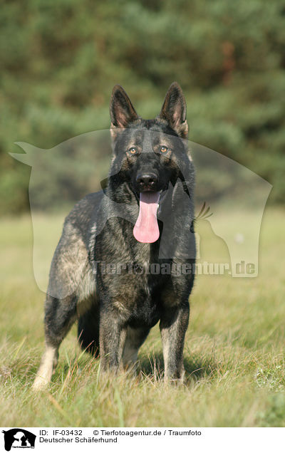 Deutscher Schferhund / German Shepherd / IF-03432