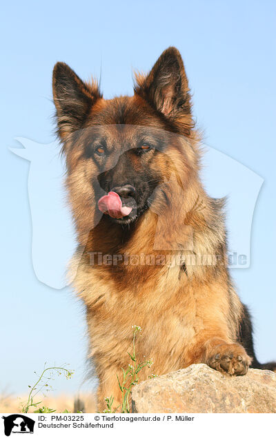 Deutscher Schferhund / German shepherd / PM-03225