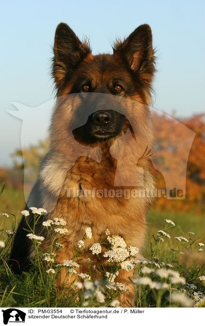 sitzender Deutscher Schferhund / sitting German Shepherd / PM-03554