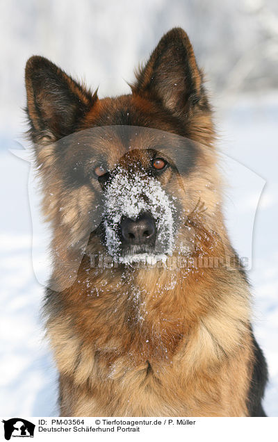 Deutscher Schferhund Portrait / PM-03564