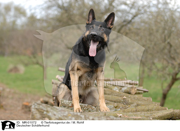 Deutscher Schferhund / German Shepherd / MR-01072