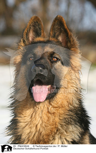 Deutscher Schferhund Portrait / German Shepherd Portrait / PM-03644