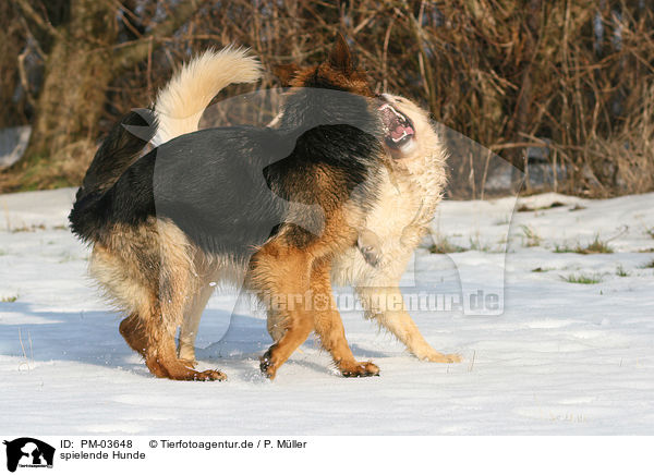 spielende Hunde / playing dogs / PM-03648