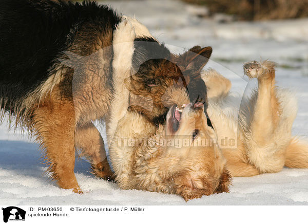 spielende Hunde / playing dogs / PM-03650