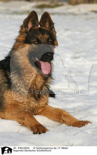liegender Deutscher Schferhund / lying German Shepherd / PM-03652