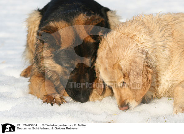 Deutscher Schferhund & Golden Retriever / German Shepherd & Golden Retriever / PM-03654