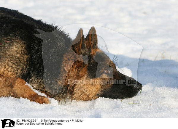 liegender Deutscher Schferhund / lying German Shepherd / PM-03655