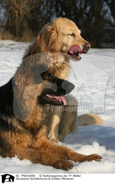 Deutscher Schferhund & Golden Retriever / German Shepherd & Golden Retriever / PM-03656