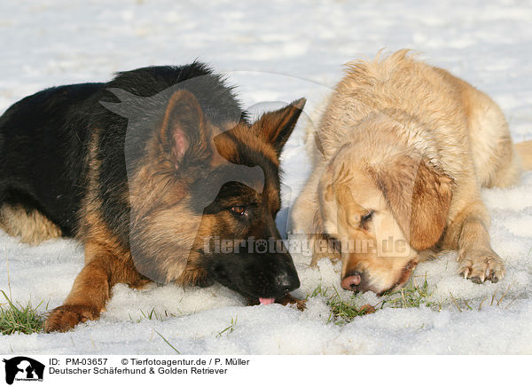 Deutscher Schferhund & Golden Retriever / German Shepherd & Golden Retriever / PM-03657