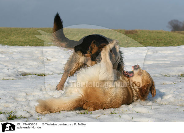 spielende Hunde / playing dogs / PM-03658
