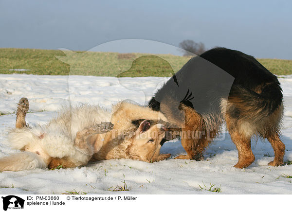 spielende Hunde / playing dogs / PM-03660