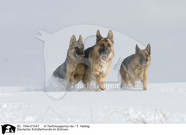 Deutsche Schferhunde im Schnee / German Shepherds in snow / THA-01047