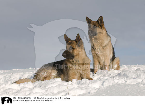 Deutsche Schferhunde im Schnee / German Shepherds in snow / THA-01053