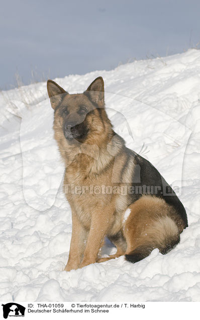 Deutscher Schferhund im Schnee / German Shepherd in snow / THA-01059