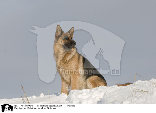 Deutscher Schferhund im Schnee / German Shepherd in snow / THA-01060