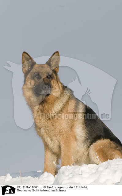 Deutscher Schferhund im Schnee / German Shepherd in snow / THA-01061