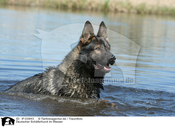 Deutscher Schferhund im Wasser / IF-03943