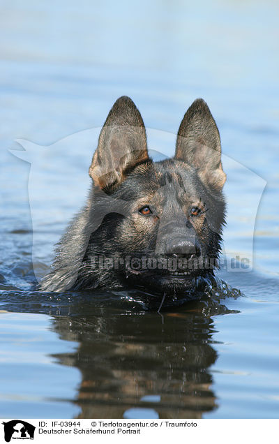 Deutscher Schferhund Portrait / IF-03944