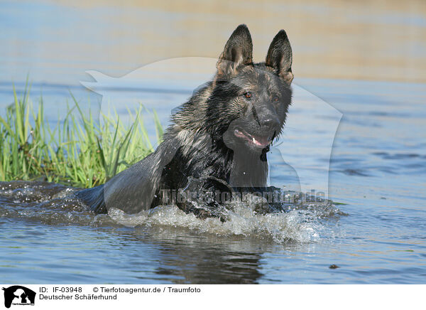Deutscher Schferhund / German Shepherd / IF-03948