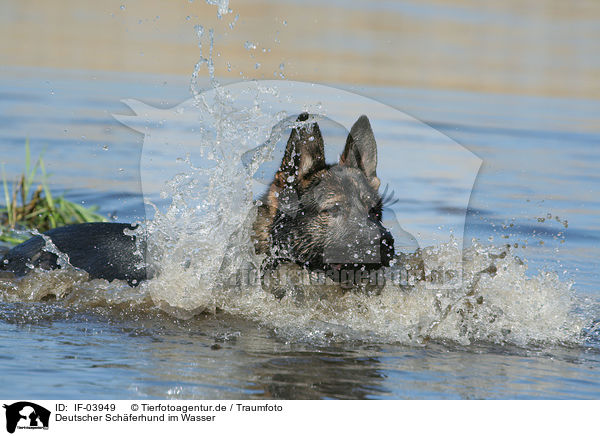 Deutscher Schferhund im Wasser / German Shepherd in water / IF-03949