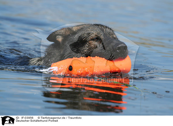 Deutscher Schferhund Portrait / IF-03956