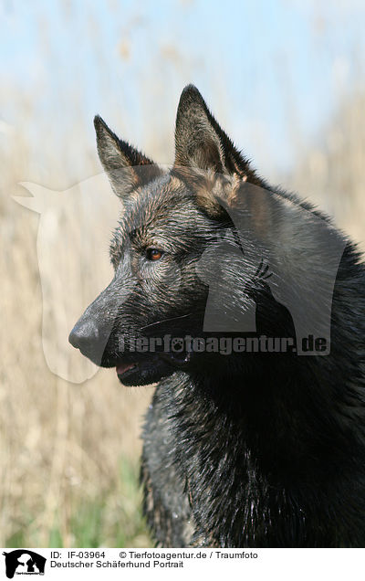 Deutscher Schferhund Portrait / IF-03964