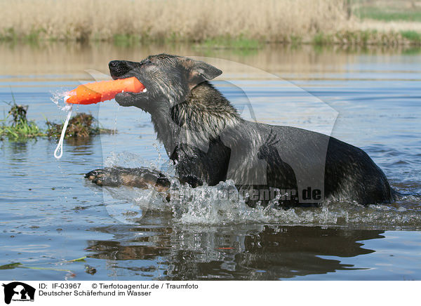 Deutscher Schferhund im Wasser / IF-03967