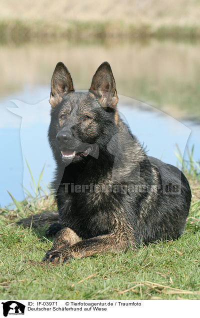 Deutscher Schferhund auf Wiese / German Shepherd on meadow / IF-03971