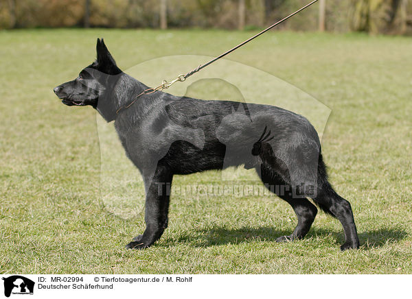 Deutscher Schferhund / German Shepherd / MR-02994