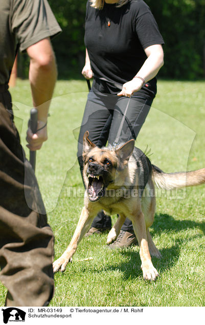 Schutzhundesport / dog training / MR-03149