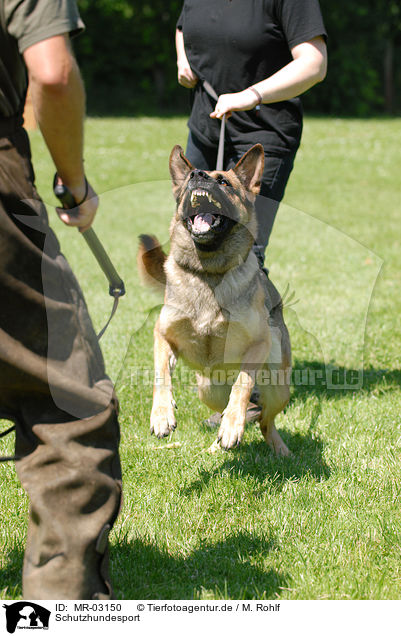 Schutzhundesport / dog training / MR-03150