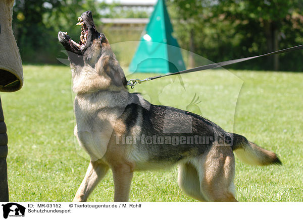 Schutzhundesport / dog training / MR-03152