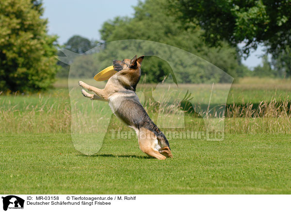 Deutscher Schferhund fngt Frisbee / German Shepherd catching frisbee / MR-03158