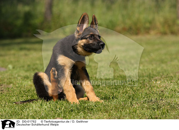 Deutscher Schferhund Welpe / german shepherd puppy / DG-01762