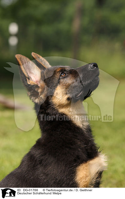 Deutscher Schferhund Welpe / german shepherd puppy / DG-01766