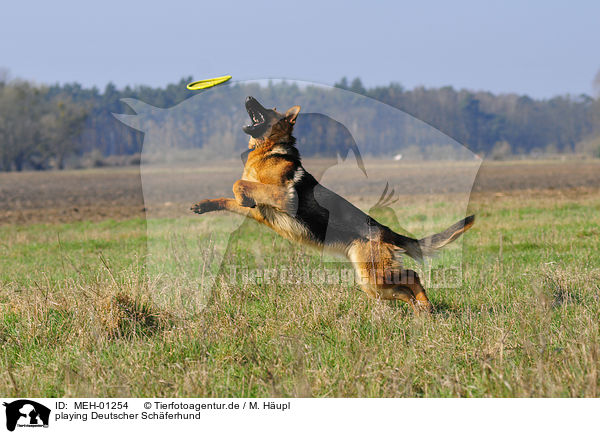 playing Deutscher Schferhund / MEH-01254