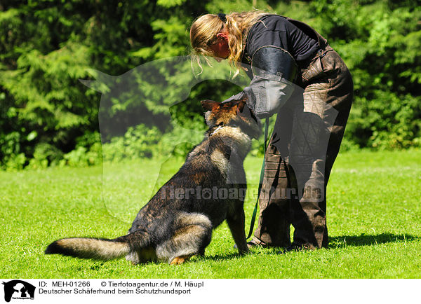 Deutscher Schferhund beim Schutzhundsport / German Shepherd / MEH-01266